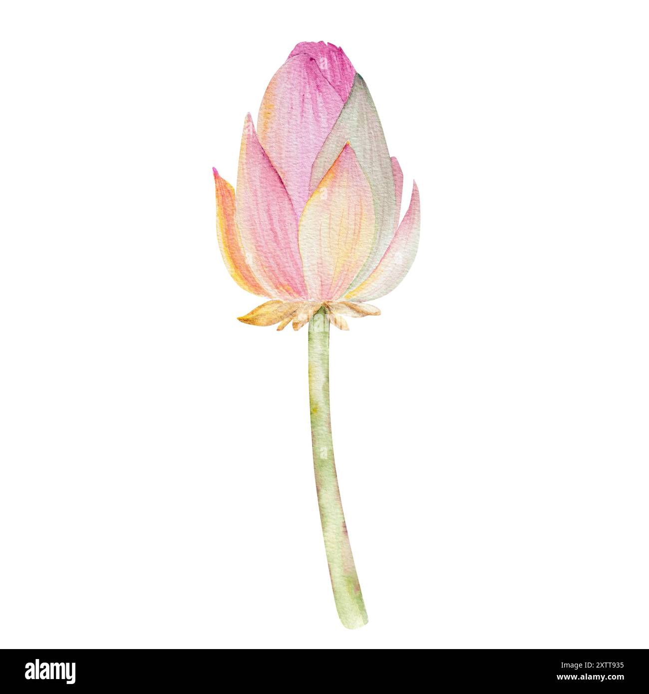 Fleurs de Lotus, feuilles, graines. Illustration à l'aquarelle dessinée à la main du nénuphar rose, des feuilles vertes et des graines. Dessin botanique. Set avec lotus pour la conception Banque D'Images