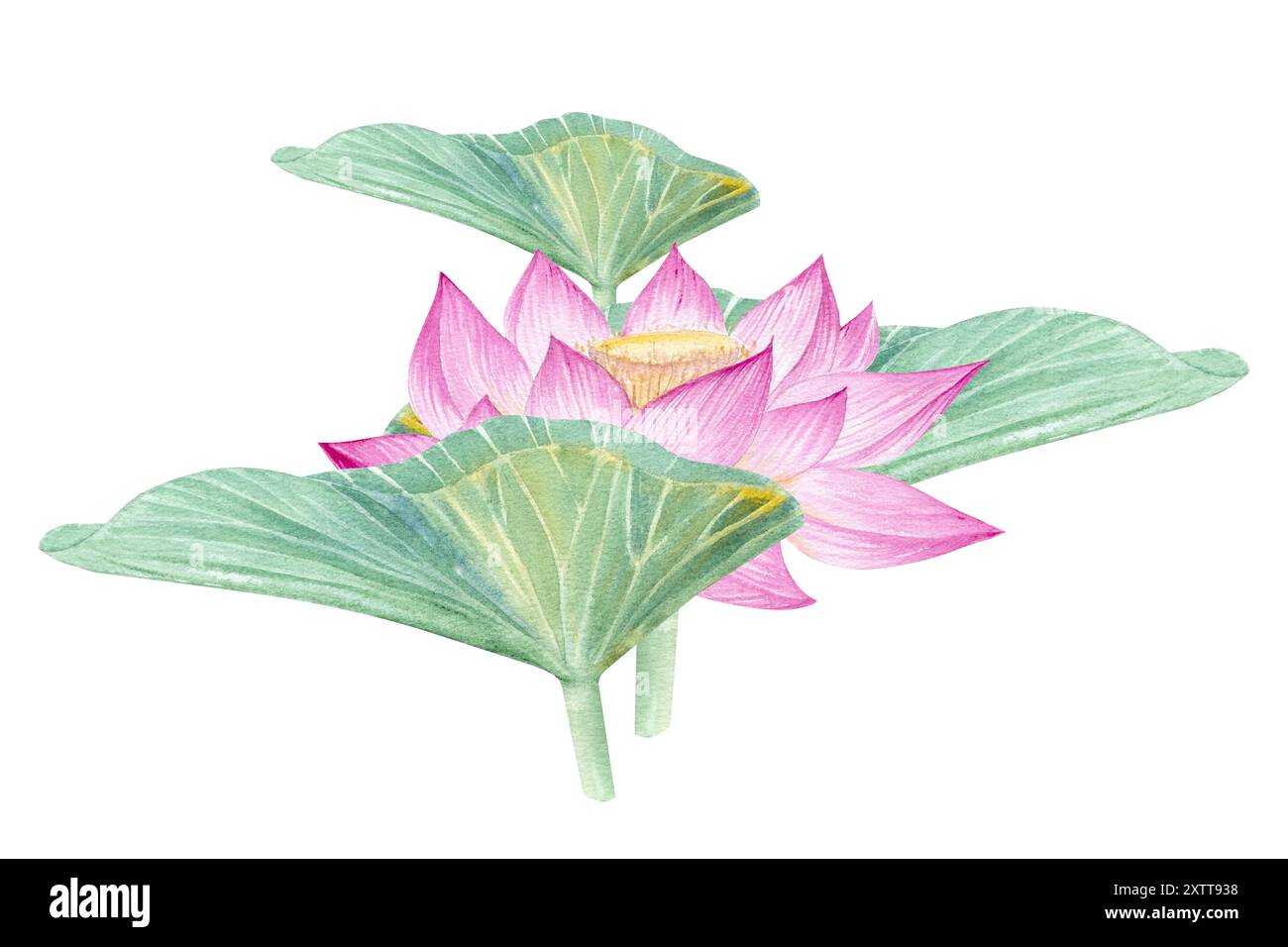 Fleurs de Lotus, feuilles, graines. Illustration à l'aquarelle dessinée à la main du nénuphar rose, des feuilles vertes et des graines. Dessin botanique. Set avec lotus pour la conception Banque D'Images