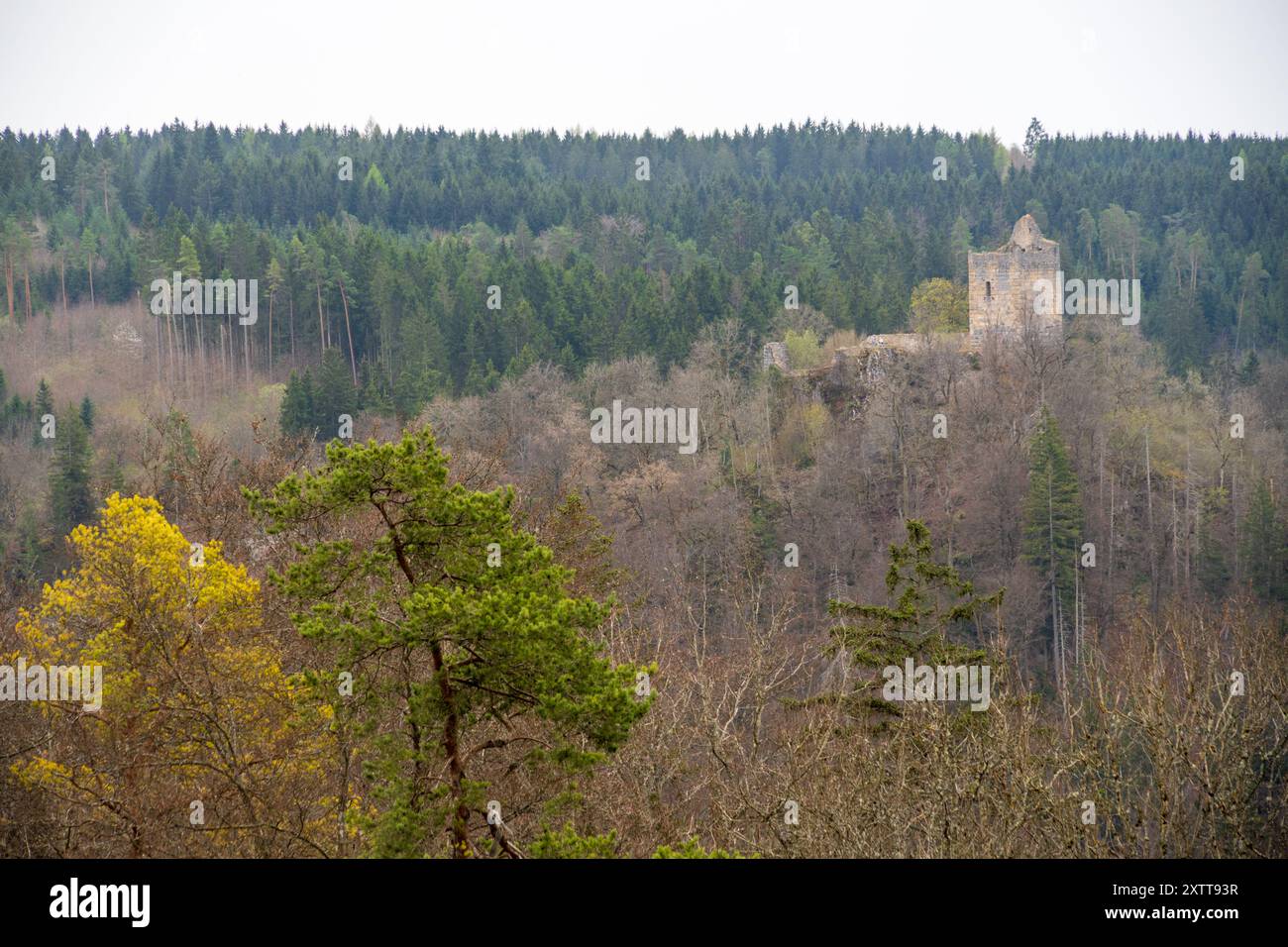 Une ruine de château lointaine s'élève au-dessus de la ligne des arbres d'une forêt, vue depuis une colline près de Stiegelesfels. Banque D'Images