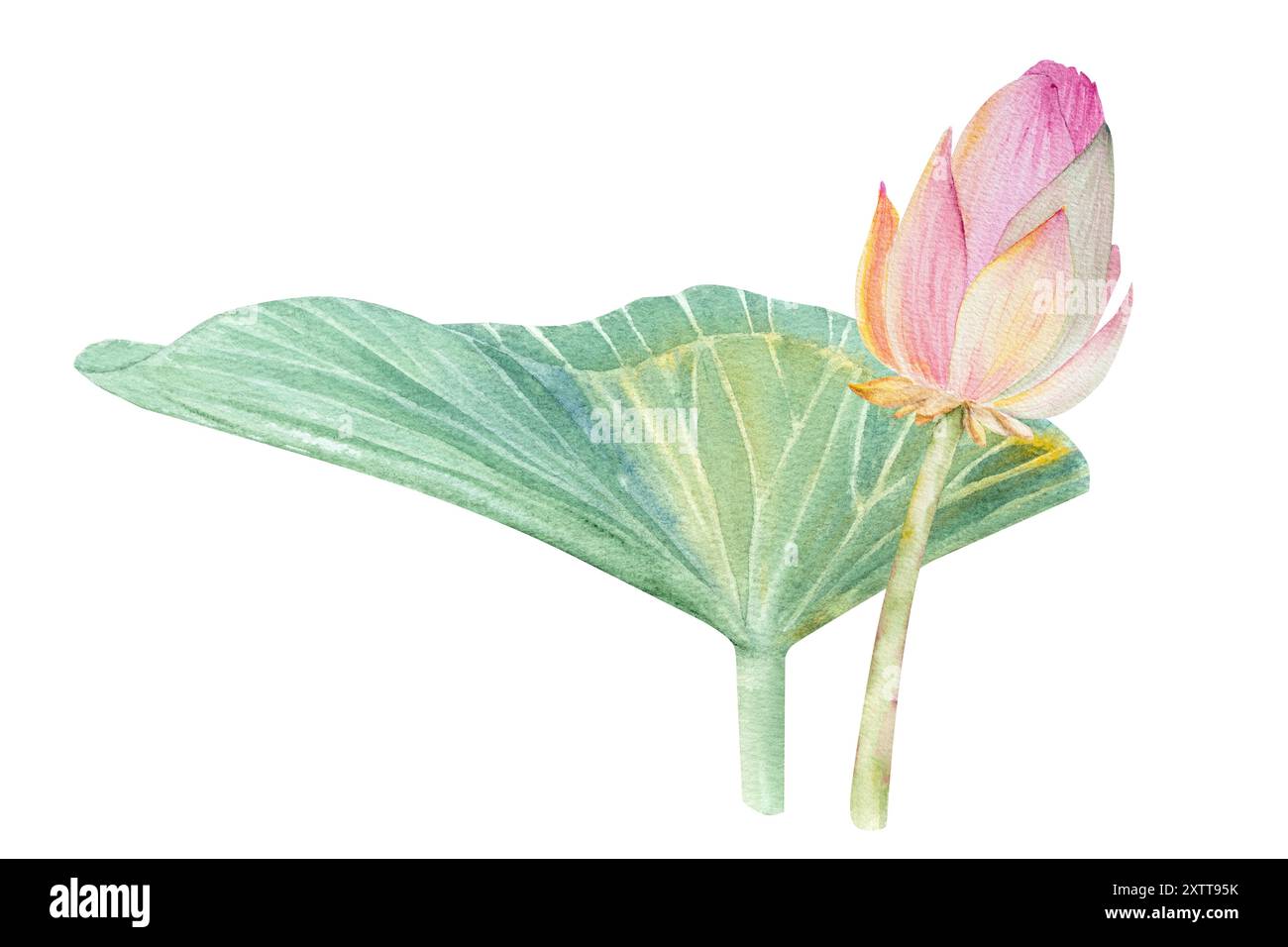 Fleurs de Lotus, feuilles, graines. Illustration à l'aquarelle dessinée à la main du nénuphar rose, des feuilles vertes et des graines. Dessin botanique. Set avec lotus pour la conception Banque D'Images