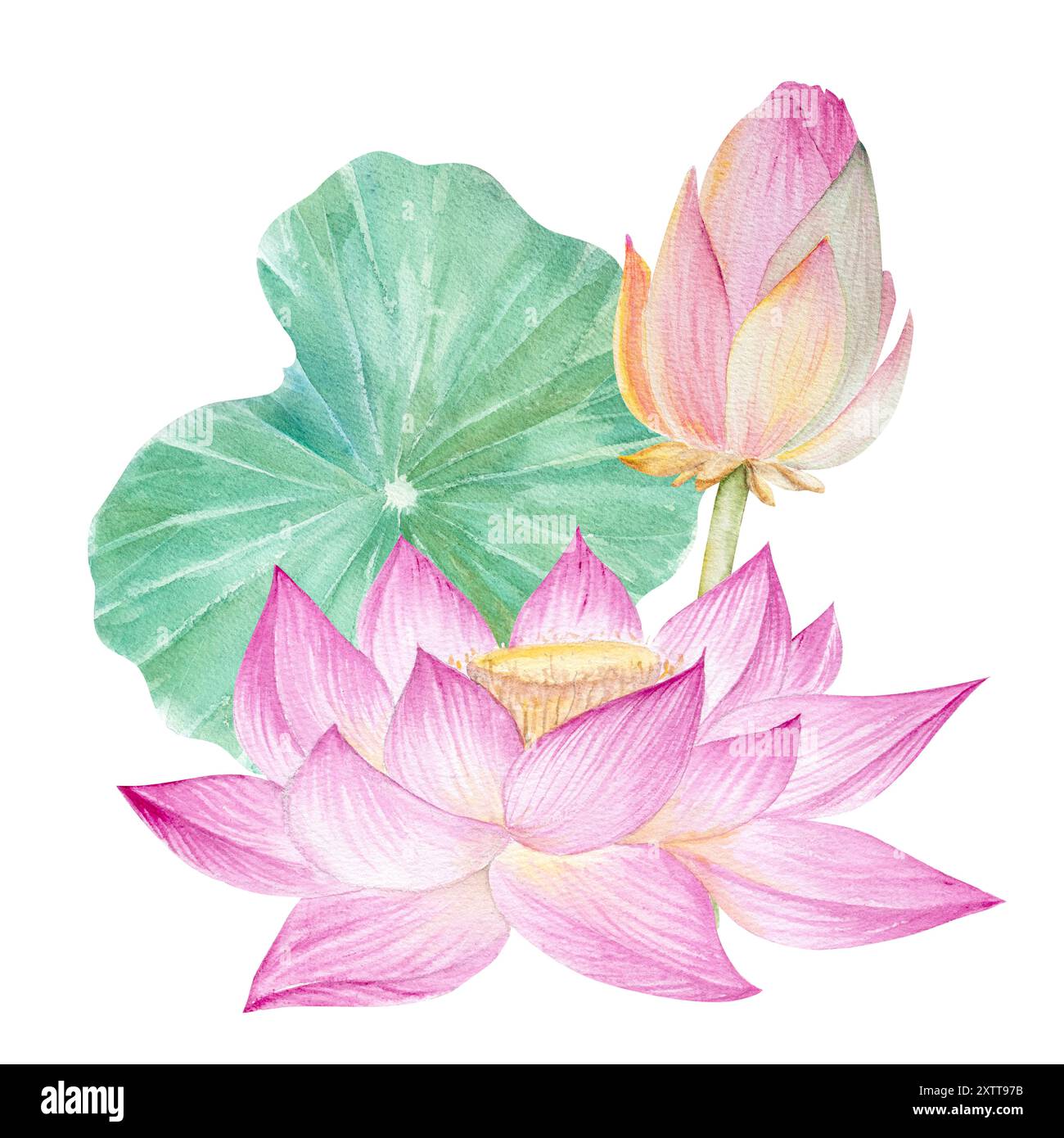 Fleurs de Lotus, feuilles. Illustration à l'aquarelle dessinée à la main du nénuphar rose, des feuilles vertes et des graines. Dessin botanique. Set avec lotus pour la conception Banque D'Images