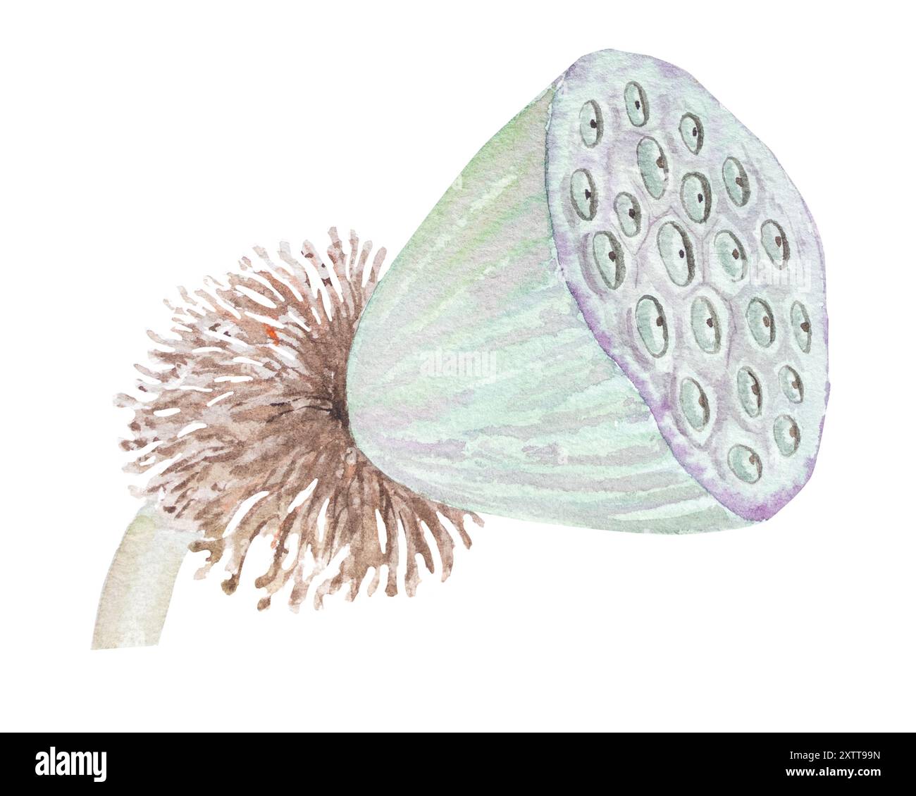 Ensemble aquarelle de bourgeons de lotus et de graines. Illustration aquarelle dessin à la main de graines de lotus ensemble pour la conception. Banque D'Images
