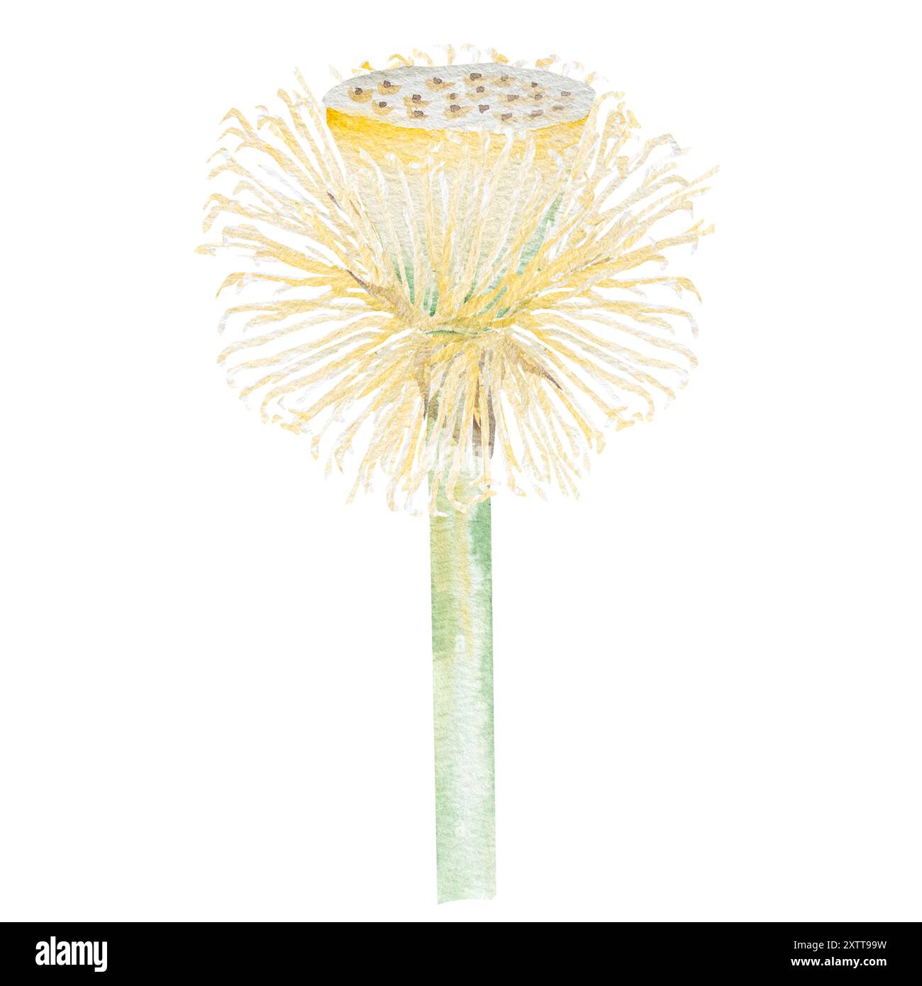 Ensemble aquarelle de bourgeons de lotus et de graines. Illustration aquarelle dessin à la main de graines de lotus ensemble pour la conception. Banque D'Images