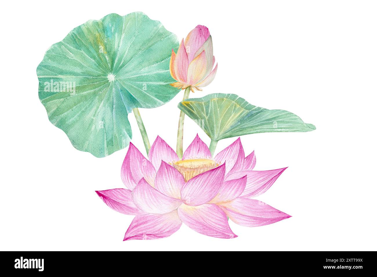 Fleurs de Lotus, feuilles. Illustration à l'aquarelle dessinée à la main du nénuphar rose, des feuilles vertes et des graines. Dessin botanique. Set avec lotus pour la conception Banque D'Images