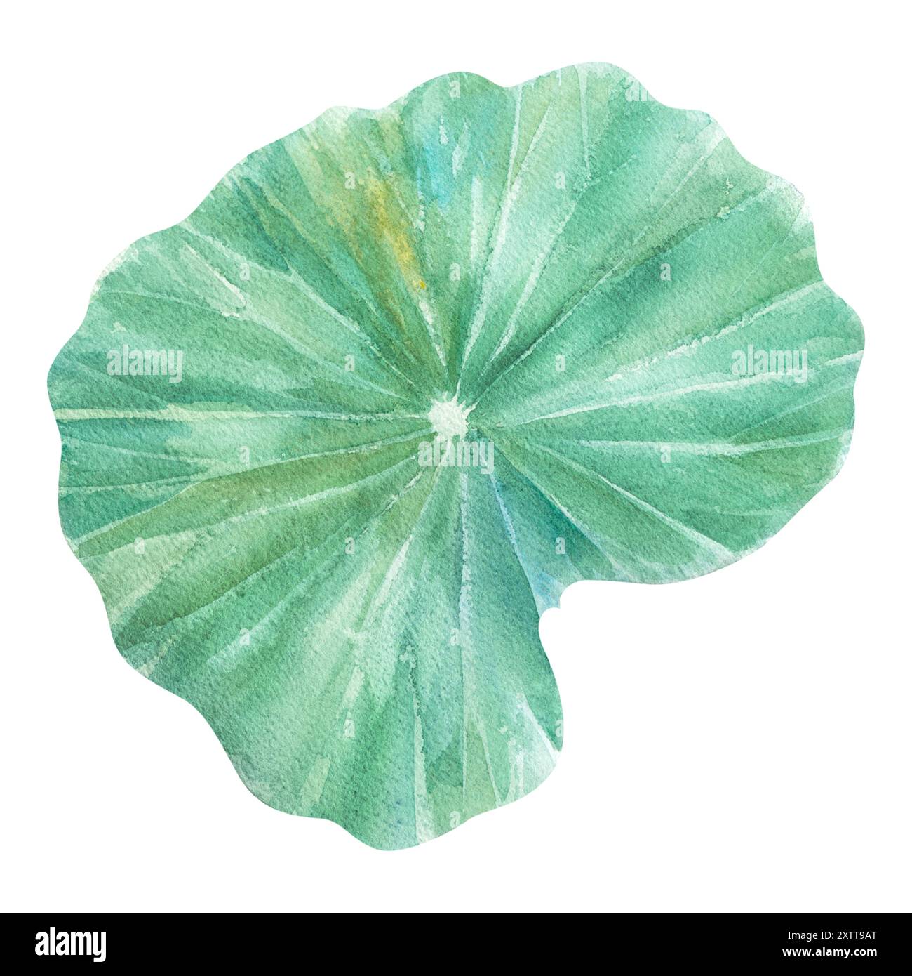 Feuilles de Lotus. Illustration à l'aquarelle dessinée à la main du nénuphar rose, des feuilles vertes et des graines. Dessin botanique. Set avec lotus pour la conception. Banque D'Images