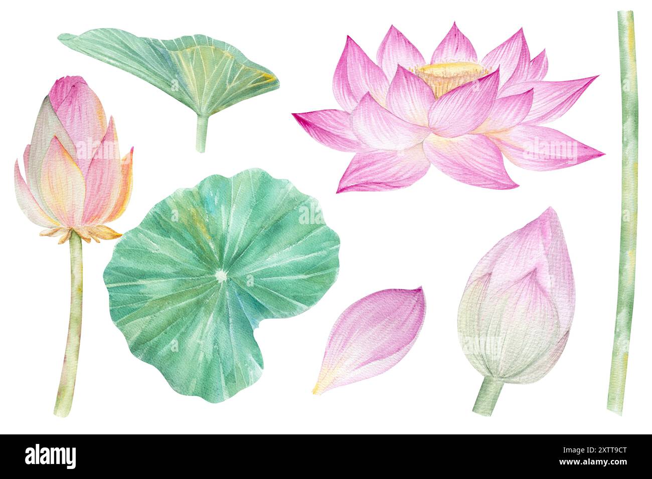Fleurs de Lotus, feuilles, graines. Illustration à l'aquarelle dessinée à la main du nénuphar rose, des feuilles vertes et des graines. Dessin botanique. Set avec lotus pour la conception Banque D'Images