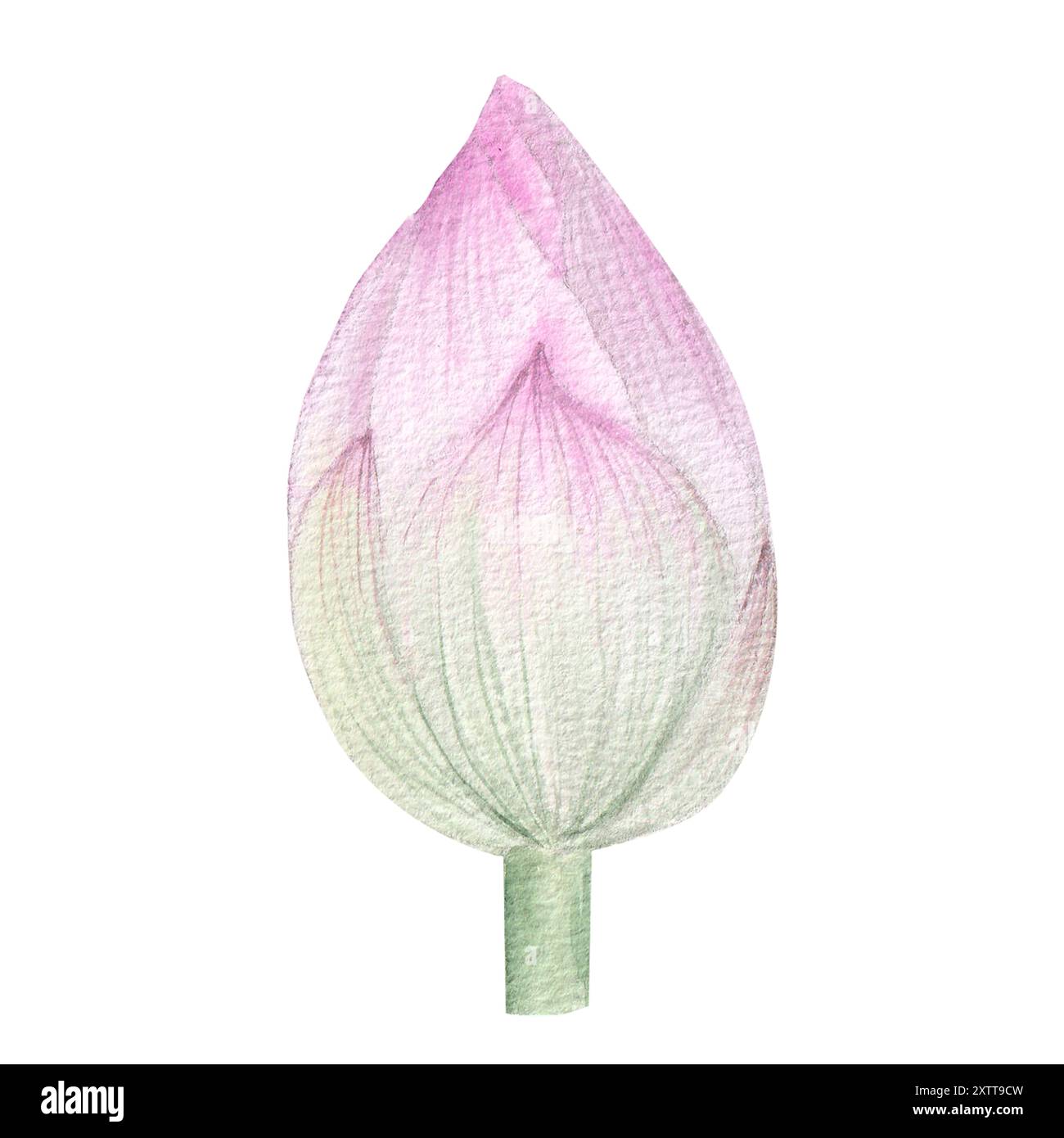Fleurs de Lotus. Illustration à l'aquarelle dessinée à la main du nénuphar rose, des feuilles vertes et des graines. Dessin botanique. Set avec lotus pour la conception Banque D'Images