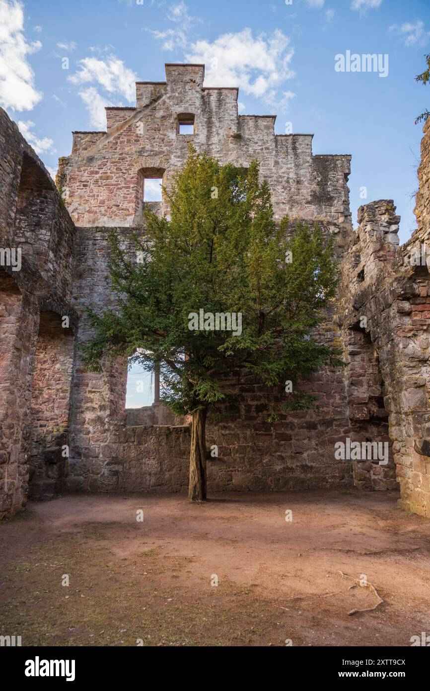 Un arbre solitaire pousse dans les ruines sans toit du château de Zavelstein (Burg Zavelstein) en Allemagne, encadré par un mur à pignon échelonné contre le ciel. Banque D'Images