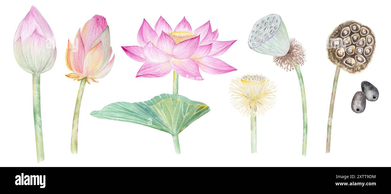 Fleurs de Lotus, feuilles, graines. Illustration à l'aquarelle dessinée à la main du nénuphar rose, des feuilles vertes et des graines. Dessin botanique. Set avec lotus pour la conception Banque D'Images