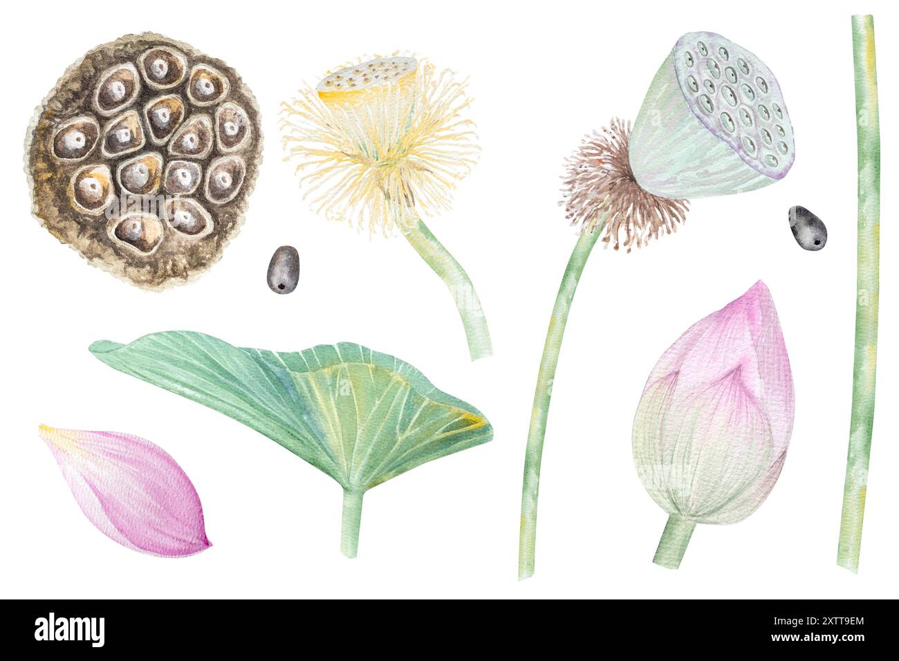 Ensemble aquarelle de fleurs de lotus, de feuilles, de bourgeons et de graines. Illustration aquarelle dessin à la main de lotus ensemble pour la conception Banque D'Images