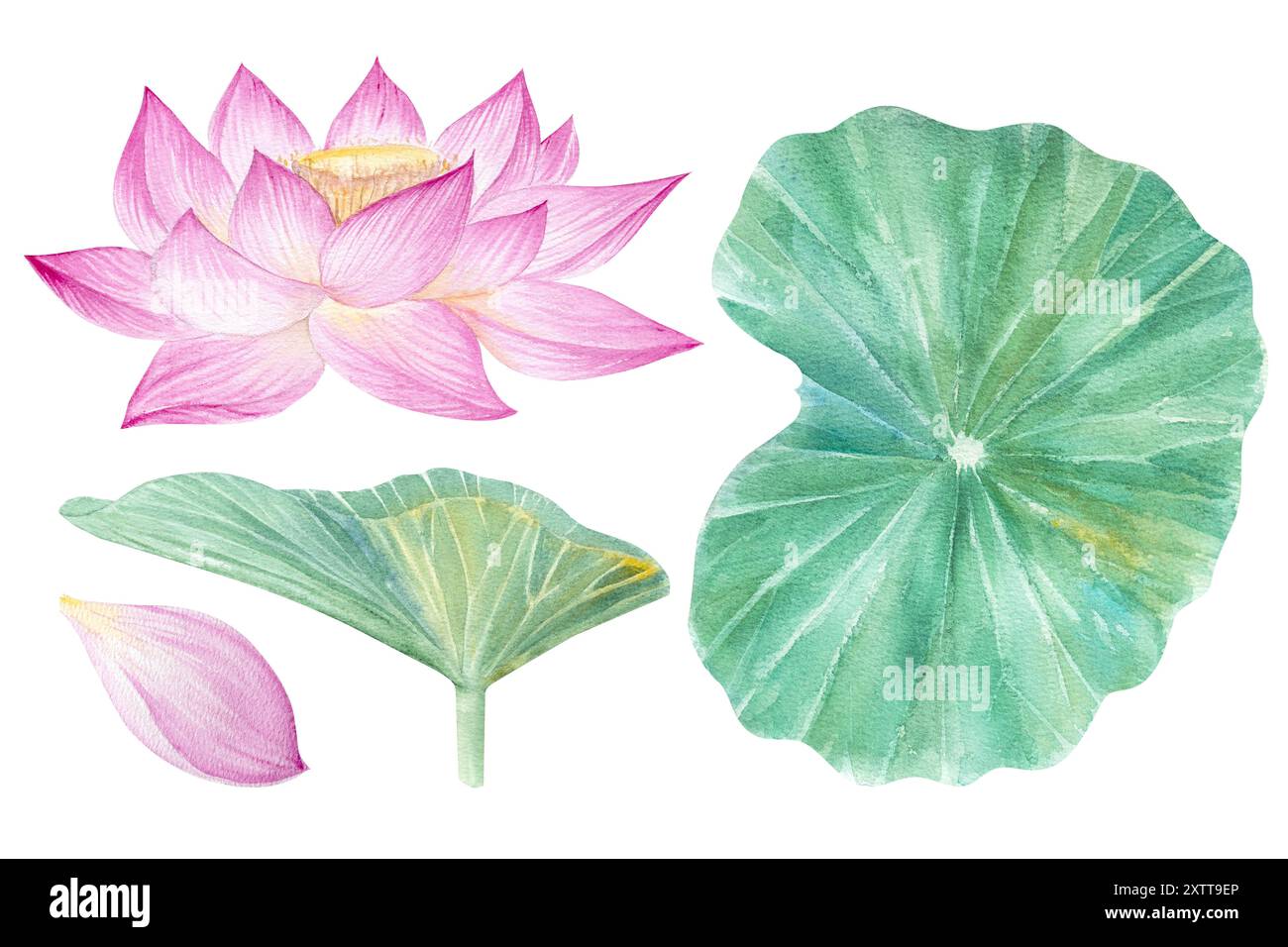Fleurs de Lotus, feuilles, graines. Illustration à l'aquarelle dessinée à la main du nénuphar rose, des feuilles vertes et des graines. Dessin botanique. Set avec lotus pour la conception Banque D'Images