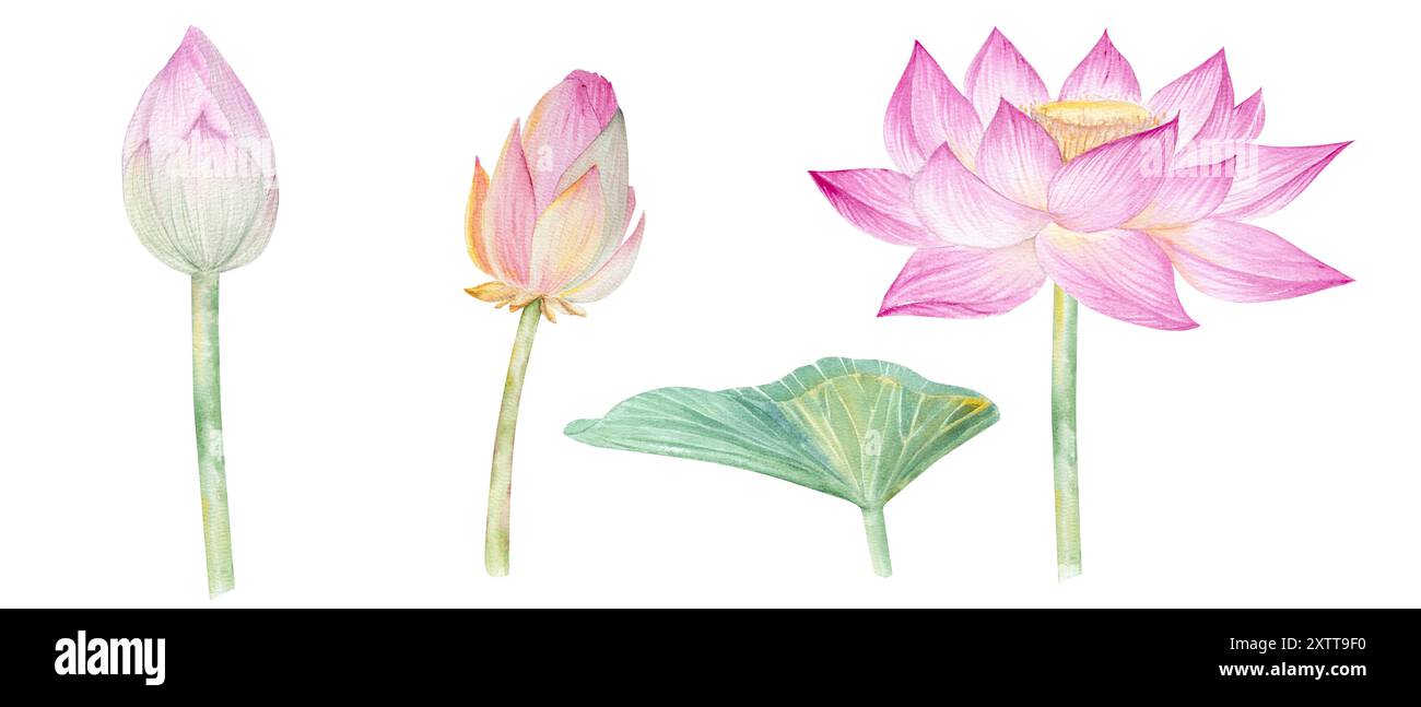 Fleurs de Lotus, feuilles, graines. Illustration à l'aquarelle dessinée à la main du nénuphar rose, des feuilles vertes et des graines. Dessin botanique. Set avec lotus pour la conception Banque D'Images