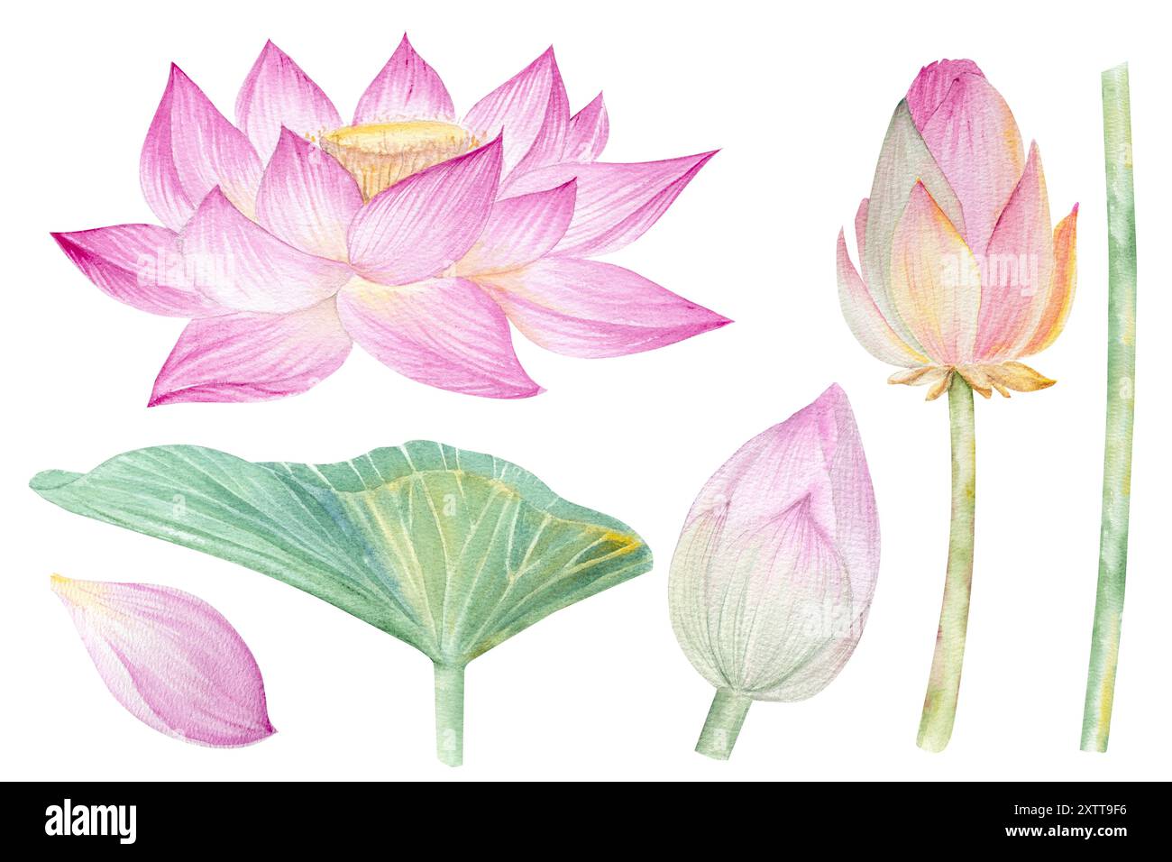 Fleurs de Lotus, feuilles, graines. Illustration à l'aquarelle dessinée à la main du nénuphar rose, des feuilles vertes et des graines. Dessin botanique. Set avec lotus pour la conception Banque D'Images