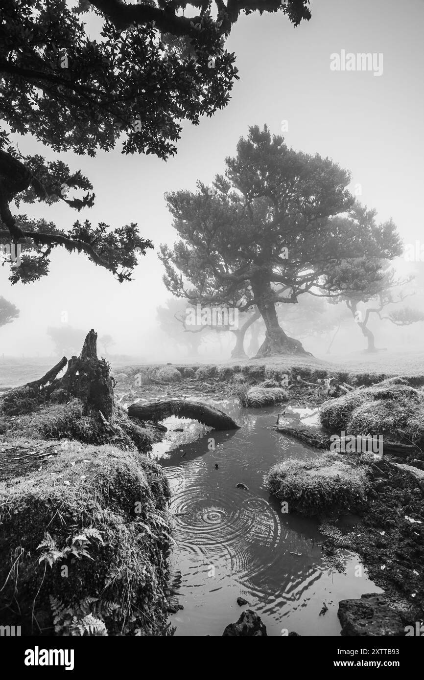 Le brouillard dense s'accumule sur les feuilles et les branches des anciens lauriers de la forêt de Fanal à Madère et tombe dans un étang en dessous. Banque D'Images