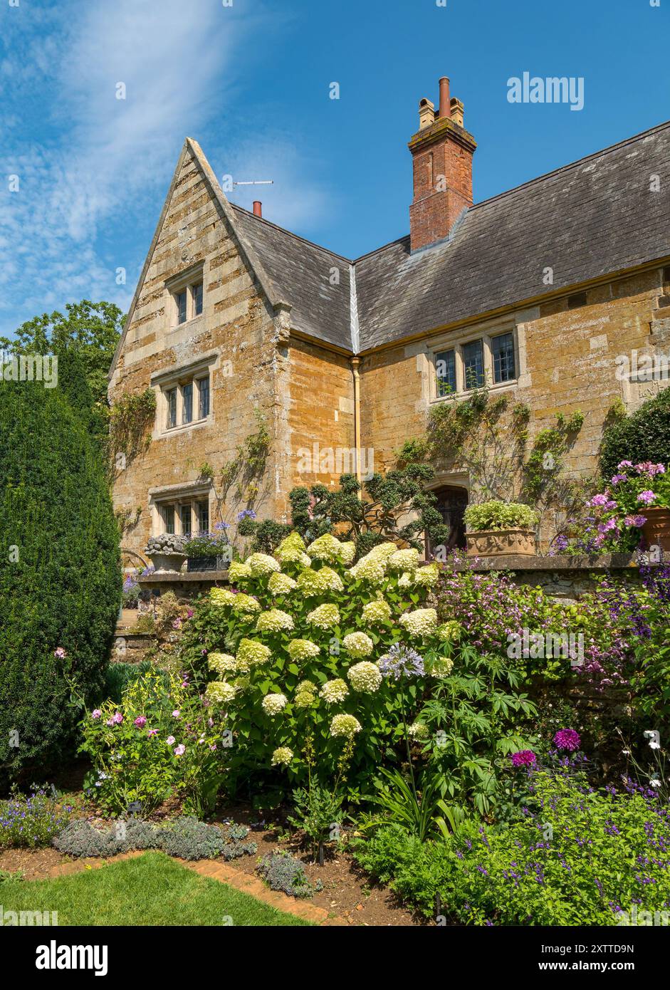 Fleurs de Hydrangea paniculata plante 'Limelight' en fleur, coton Manor House et jardins en été, Northamptonshire, Angleterre, Royaume-Uni Banque D'Images