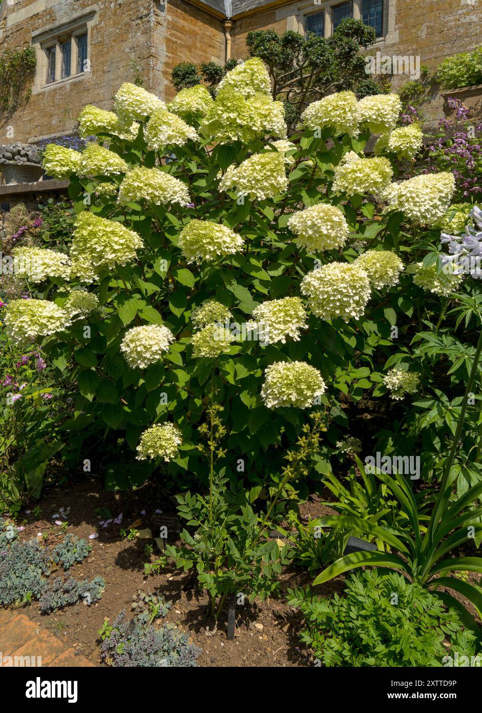 Fleurs de Hydrangea paniculata plante 'Limelight' en fleur, coton Manor House et jardins en été, Northamptonshire, Angleterre, Royaume-Uni Banque D'Images