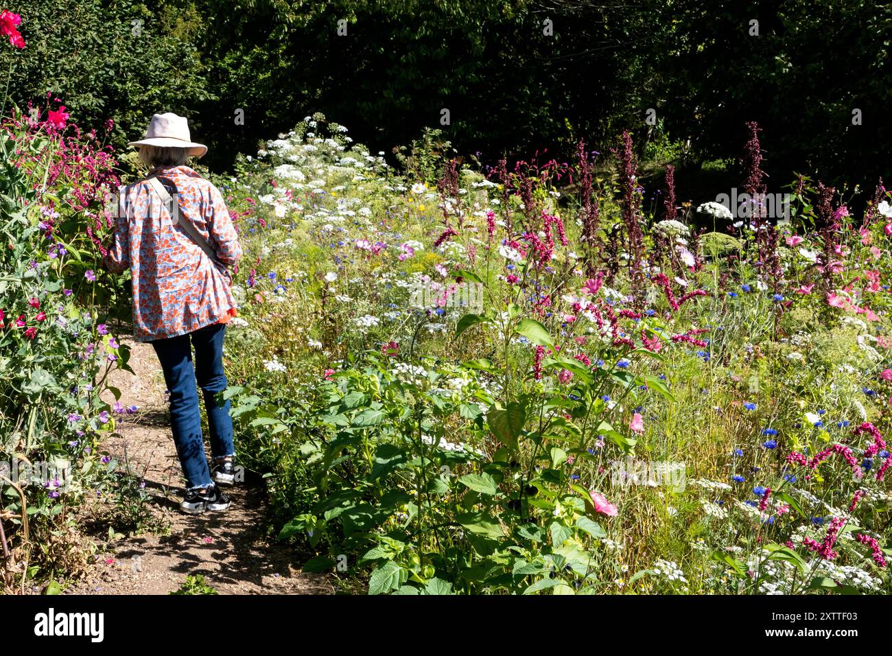 Dahila s'affiche au jardin Perch Hill East Sussex UK Banque D'Images