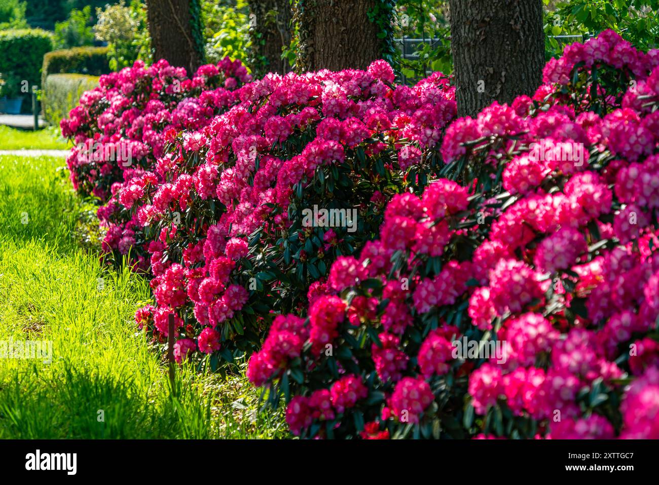 Fleurs colorées rose vif de grand buisson de rhododendron un jour de printemps en mai. Floraison à Ammerland en Allemagne Banque D'Images