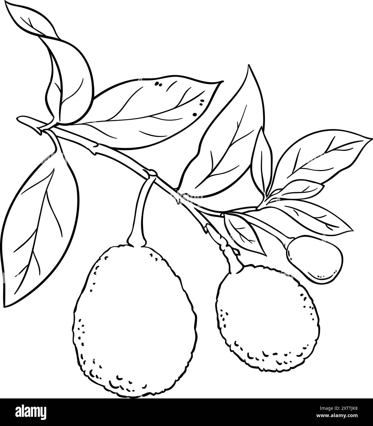Branche d'avocat avec fruits Outline illustration Illustration de Vecteur