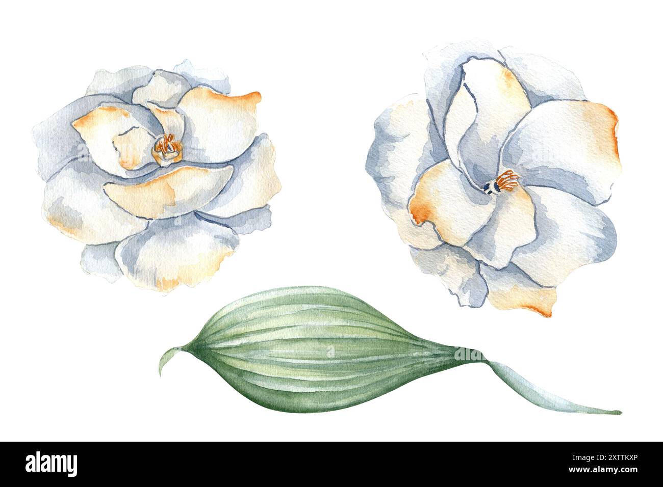 Gardénia blanc avec des pétales orange doux en aquarelle ensemble isolé sur blanc. Fleurs délicates camélia et feuille dessinées à la main dans des couleurs pastel en botanica Banque D'Images