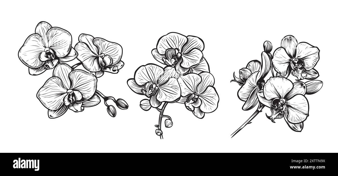 Ensemble dessiné à la main avec fleurs d'orchidée. Illustration vectorielle noir et blanc Illustration de Vecteur