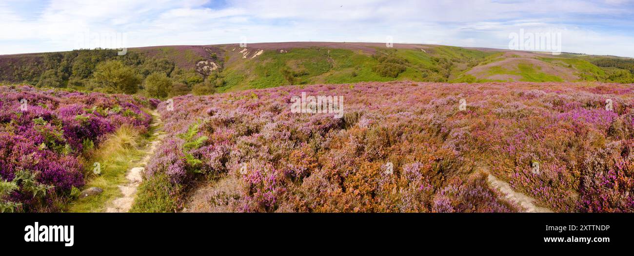 En août, les Heathers et Heaths fleurissent transformant les Maures du North Yorkshire en un tapis de roses, de mauves et de violets. Banque D'Images