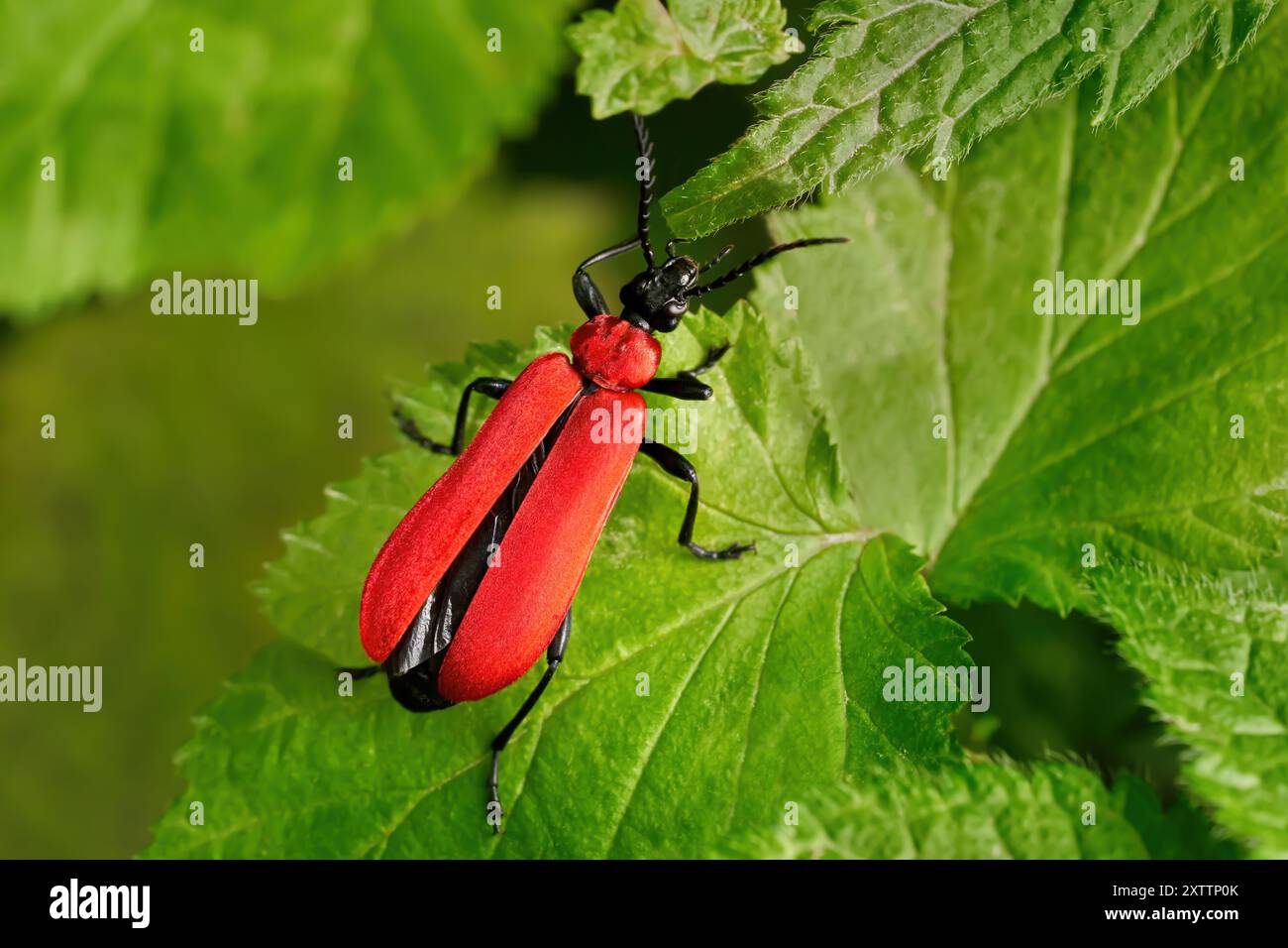 Coléoptère cardinal à tête noire (Pyrochroa coccinea) avec des élytres légèrement ouverts sur des feuilles vertes Banque D'Images