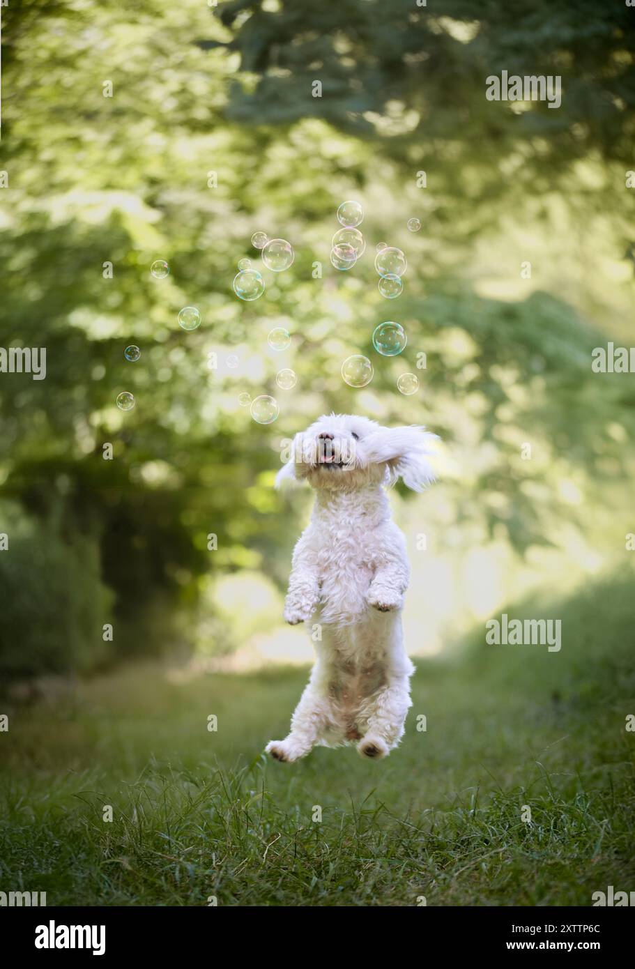 Chien maltais sautant et bulles. Chien de jeu. Banque D'Images