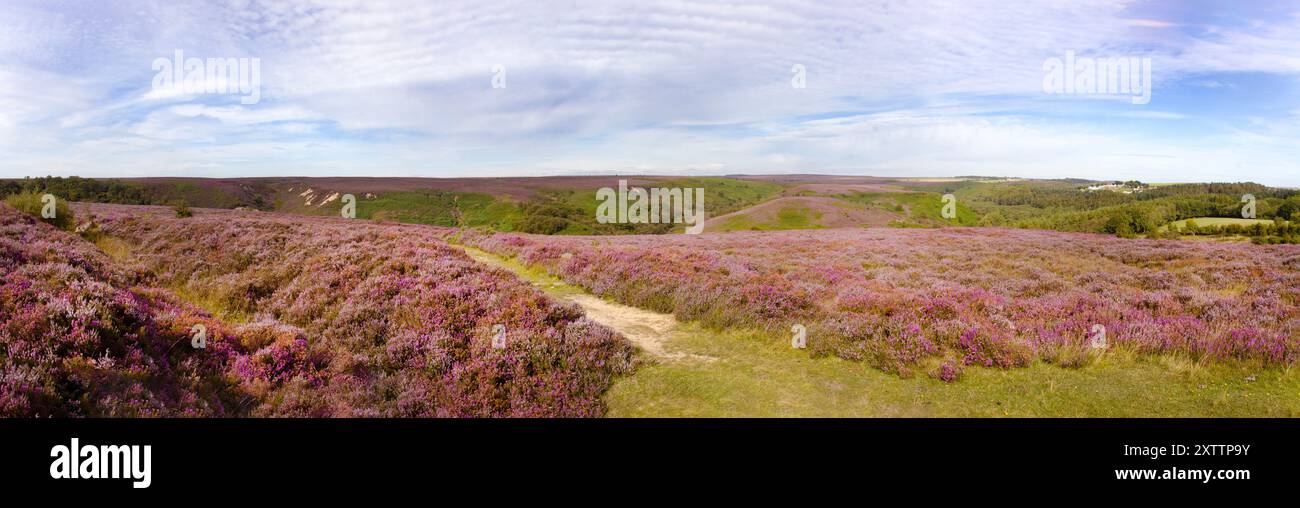 En août, les Heathers et Heaths fleurissent transformant les Maures du North Yorkshire en un tapis de roses, de mauves et de violets. Banque D'Images