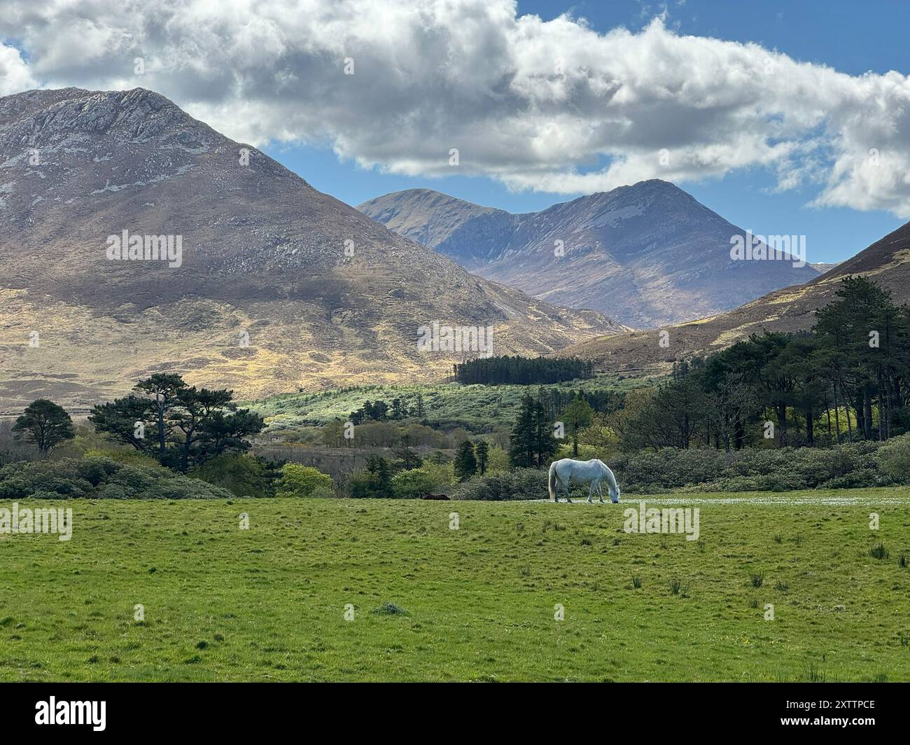 Cheval blanc paissant le long de la campagne irlandaise Banque D'Images