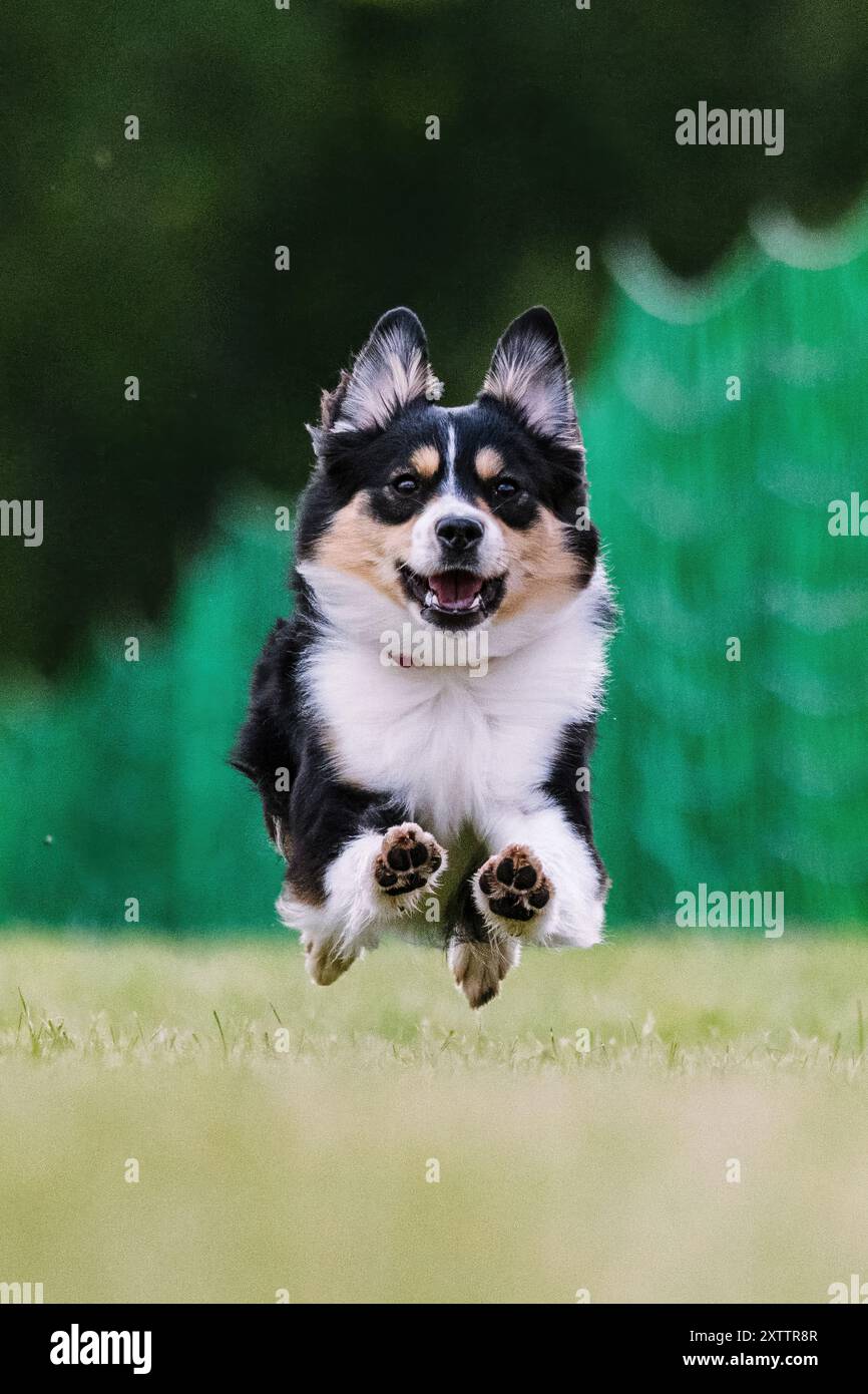 Miniature American Shepherd Mini Aussie Running Lure course Dog Sport Banque D'Images