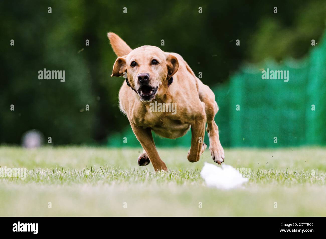 Yellow Labrador Retriever Lab Running Lure course Dog Sport Banque D'Images