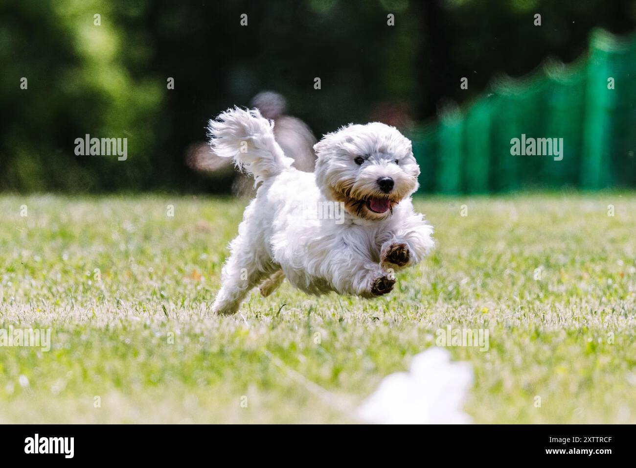 West Highland White Terrier Westie Running Lure course Dog Sport Banque D'Images