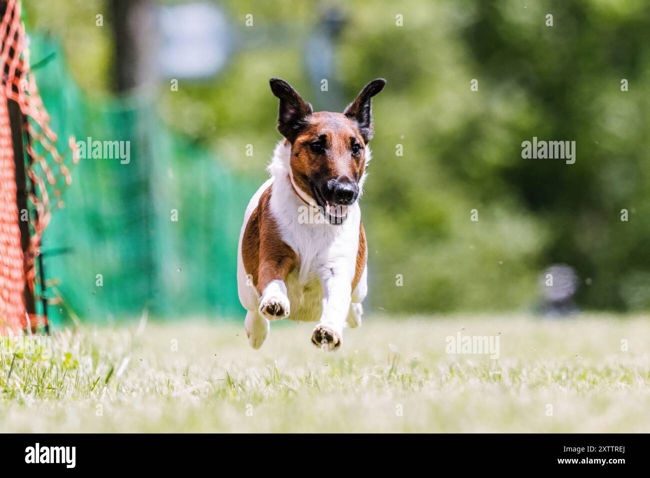 Fox Terrier Running Lure course Dog Sport Banque D'Images