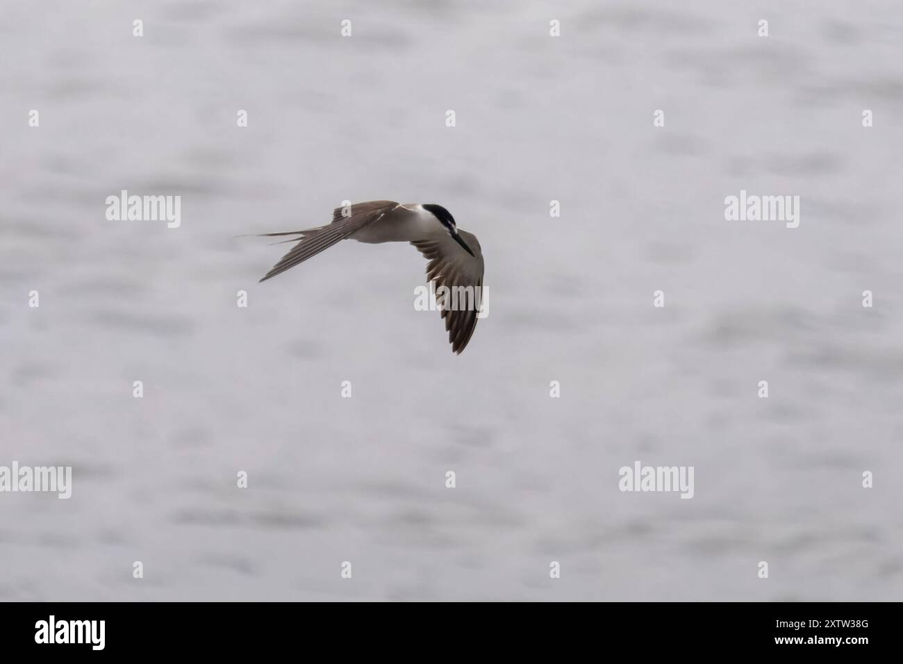 Sterne à brides (Onychoprion anaethetus) à Geetanagar à Mumbai, Maharashtra, Inde Banque D'Images