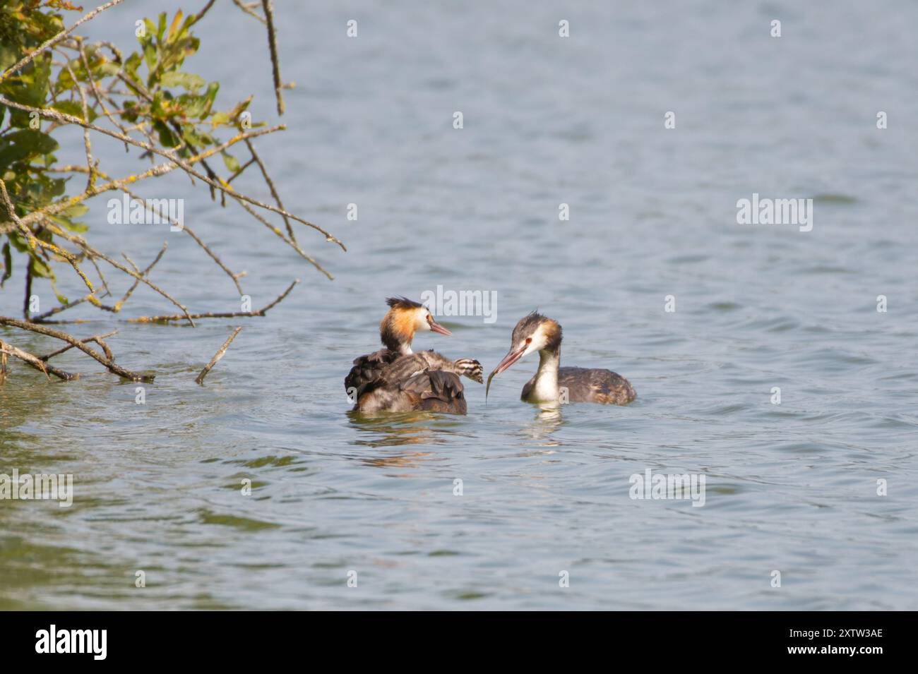 Une paire d'accouplement Great Crested Grebe avec trois petits chevauchant sur le dos des femelles. Le mâle Grebe essaie de nourrir un poisson à l'un des poussins. 2 Banque D'Images