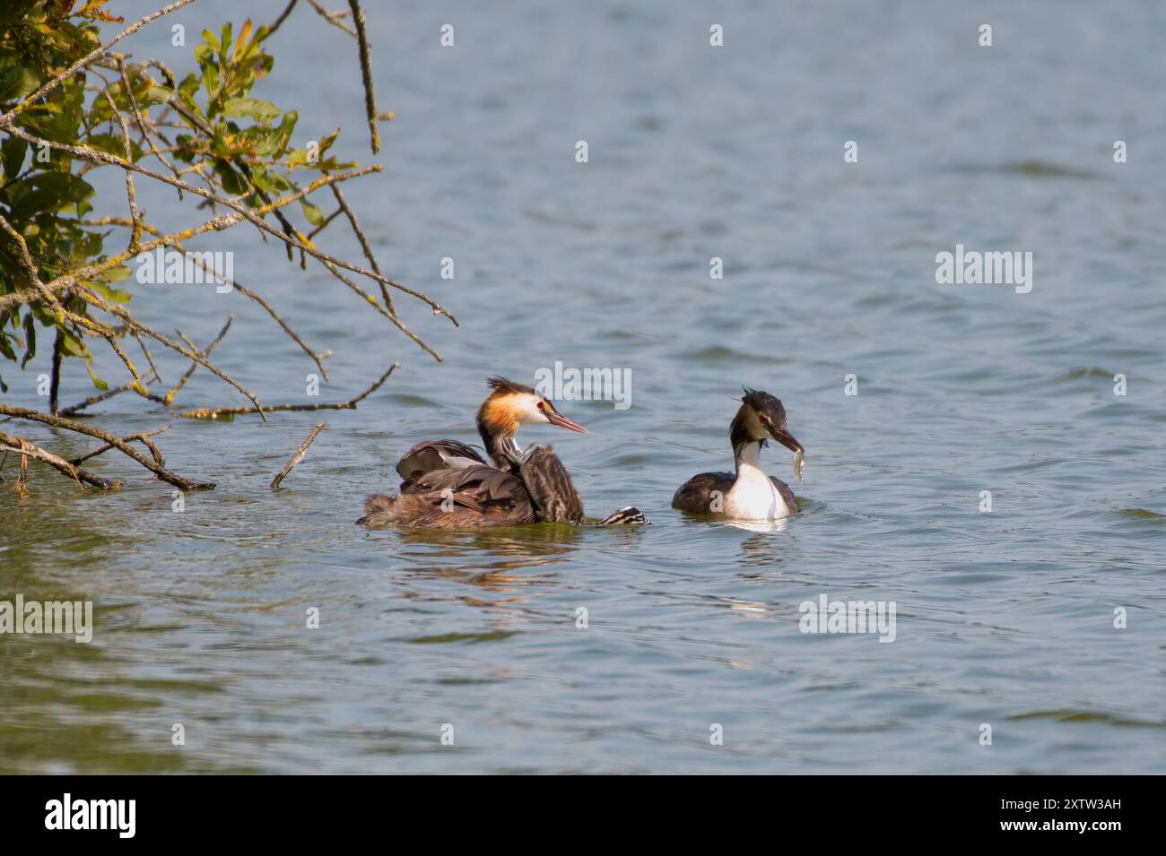 Une paire d'accouplement Great Crested Grebe avec trois petits chevauchant sur le dos des femelles. Le mâle Grebe essaie de nourrir un poisson à l'un des poussins. Banque D'Images