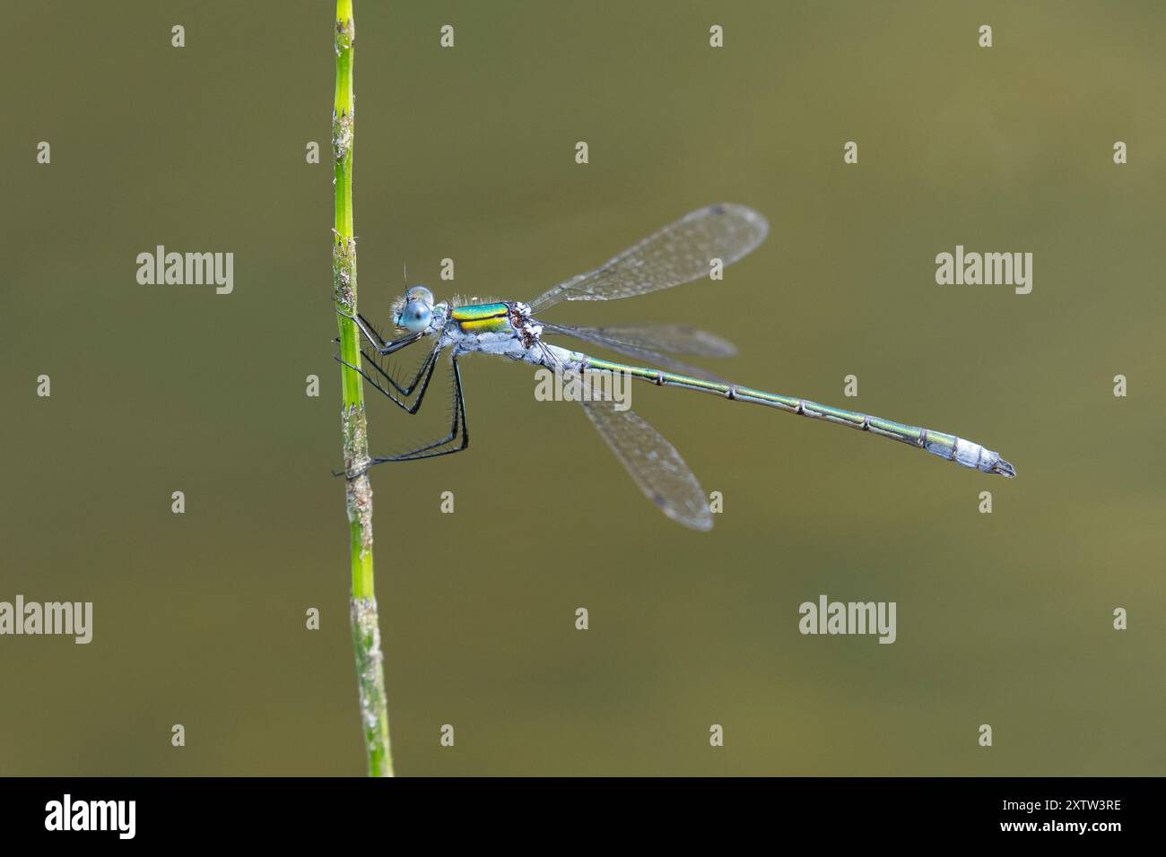 Gemeine Binsenjungfer, Binsenjungfer, Männchen, Lestes sponsa, merde, commun spreadwing, spreadwing, male, le Leste fiancé Banque D'Images