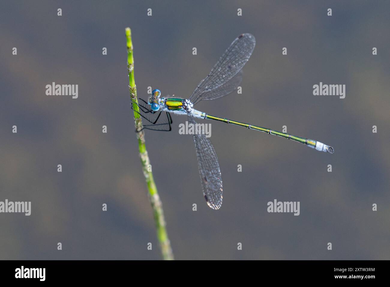 Gemeine Binsenjungfer, Binsenjungfer, Männchen, Lestes sponsa, merde, commun spreadwing, spreadwing, male, le Leste fiancé Banque D'Images
