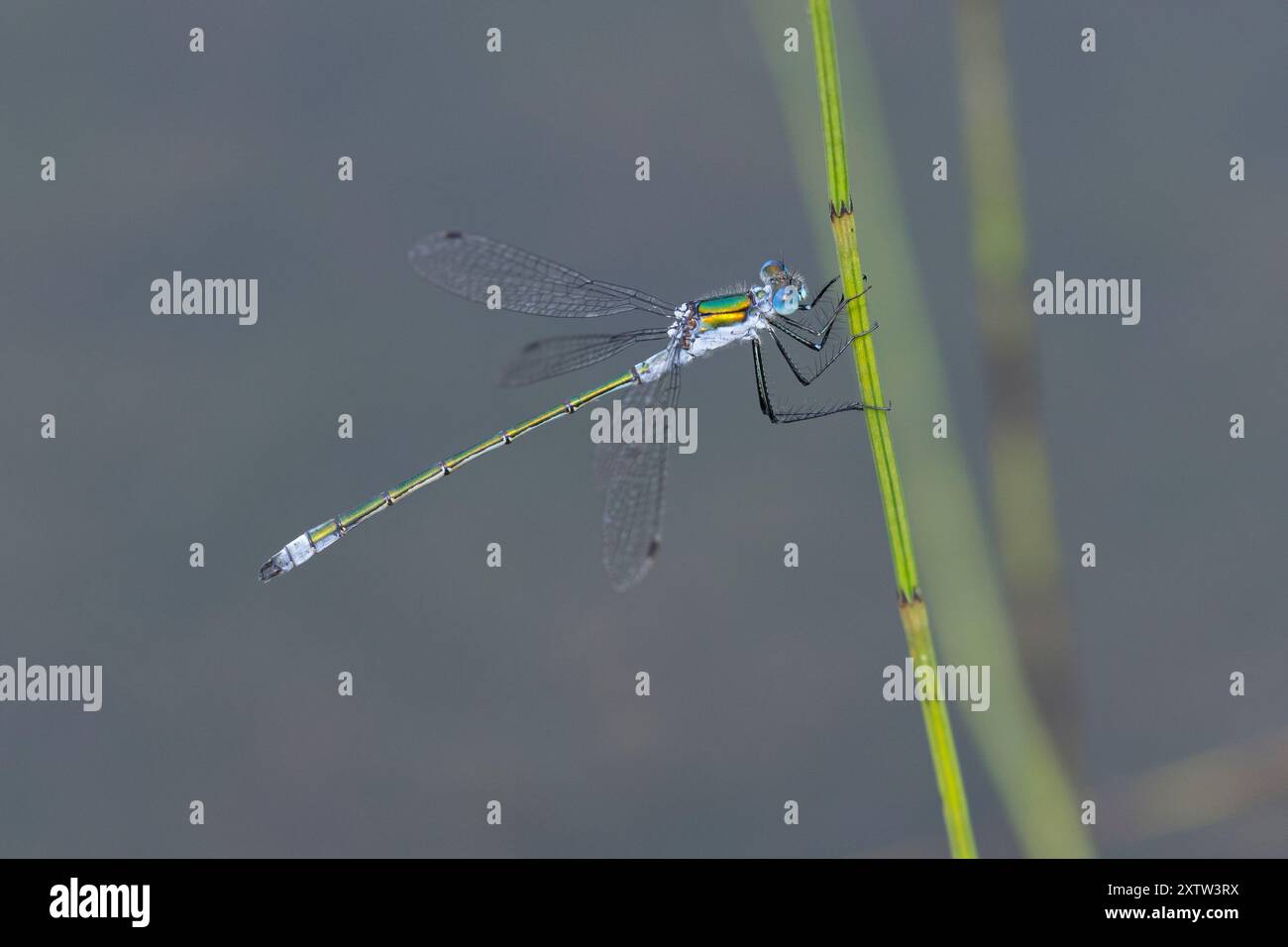 Gemeine Binsenjungfer, Binsenjungfer, Männchen, Lestes sponsa, merde, commun spreadwing, spreadwing, male, le Leste fiancé Banque D'Images