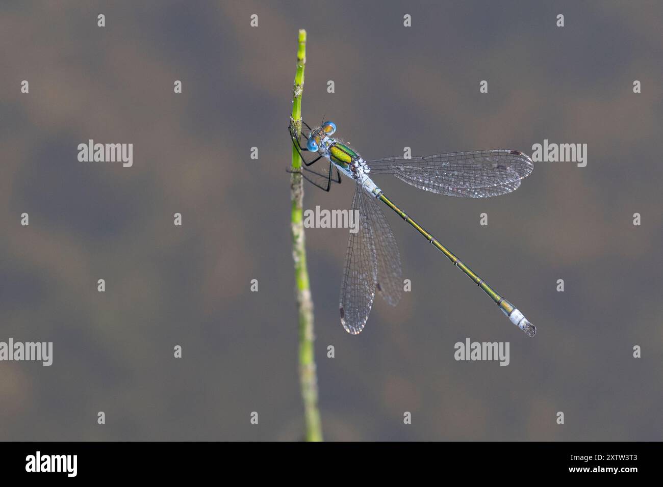 Gemeine Binsenjungfer, Binsenjungfer, Männchen, Lestes sponsa, merde, commun spreadwing, spreadwing, male, le Leste fiancé Banque D'Images