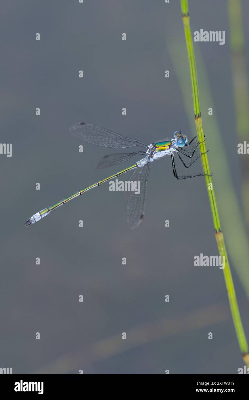 Gemeine Binsenjungfer, Binsenjungfer, Männchen, Lestes sponsa, merde, commun spreadwing, spreadwing, male, le Leste fiancé Banque D'Images
