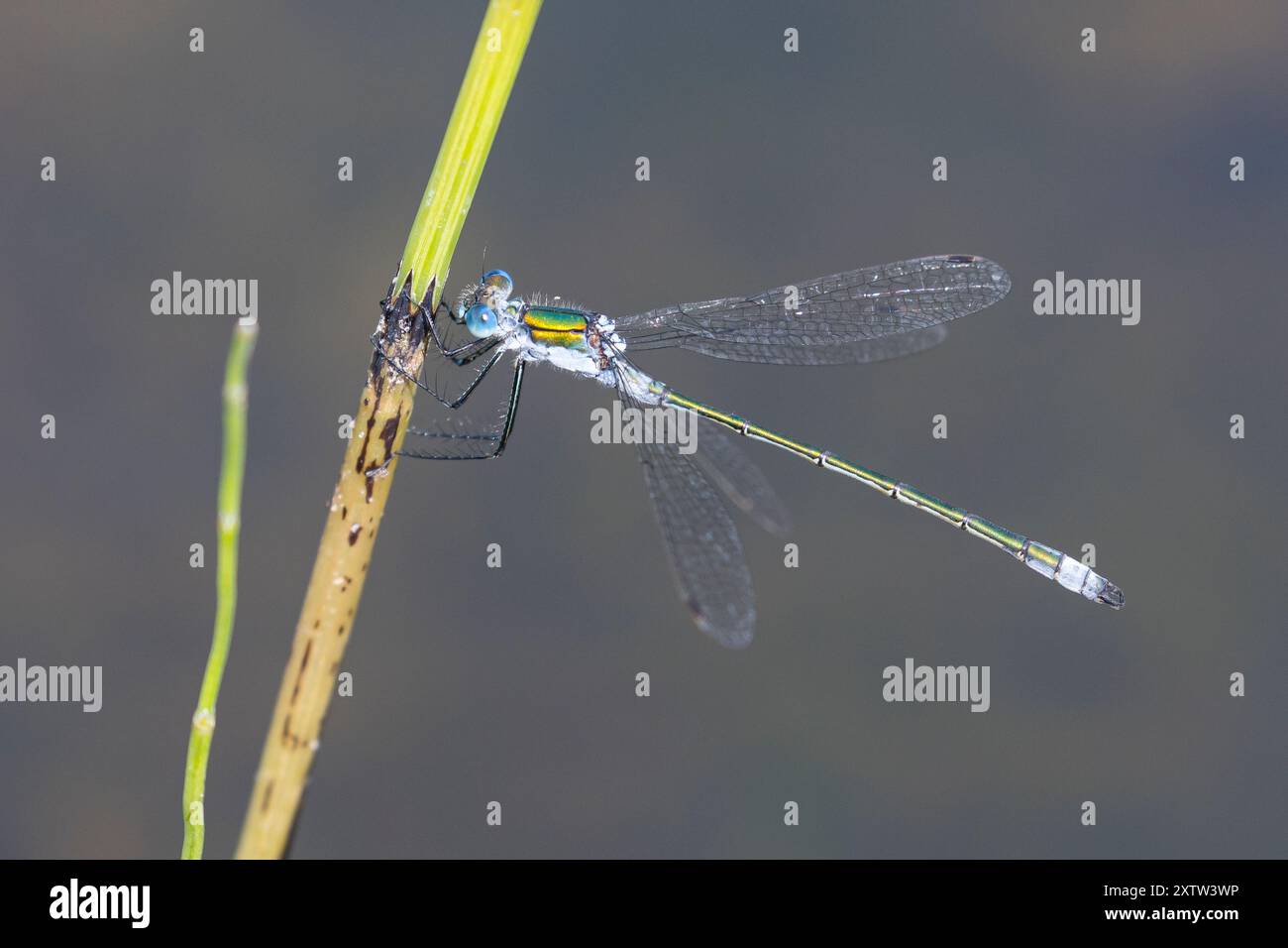 Gemeine Binsenjungfer, Binsenjungfer, Männchen, Lestes sponsa, merde, commun spreadwing, spreadwing, male, le Leste fiancé Banque D'Images