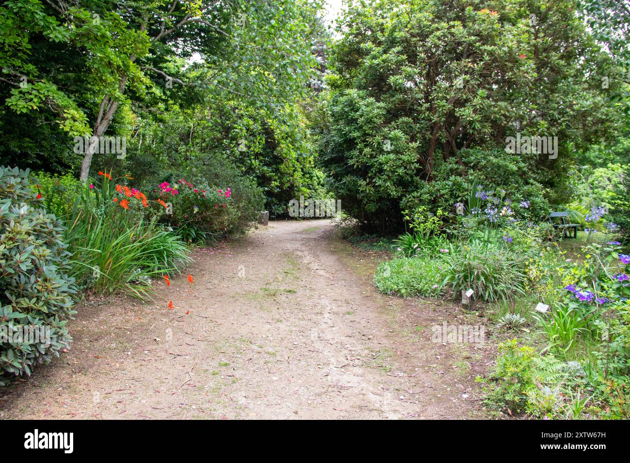 Chemin de terre bordé d'arbres et de parterres de fleurs Banque D'Images