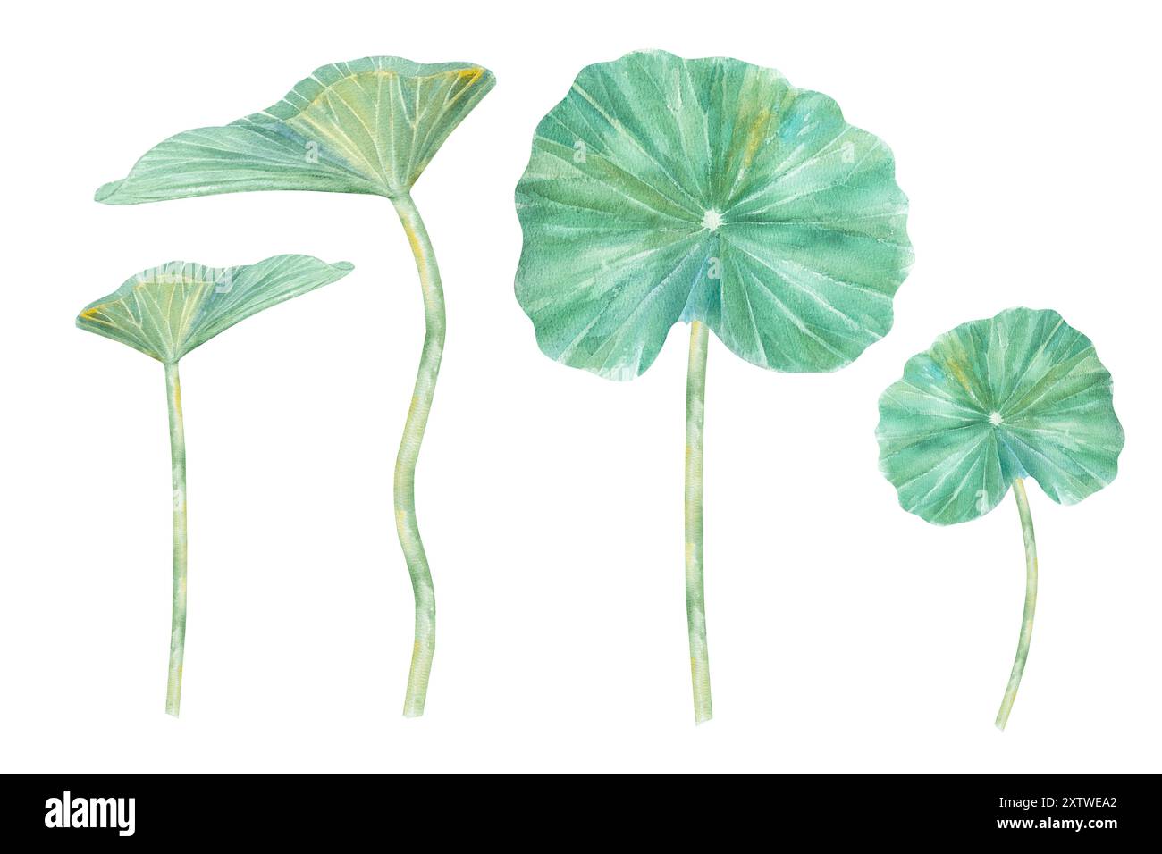 Feuilles de Lotus. Illustration à l'aquarelle dessinée à la main du nénuphar rose, des feuilles vertes et des graines. Dessin botanique. Set avec lotus pour la conception. Banque D'Images