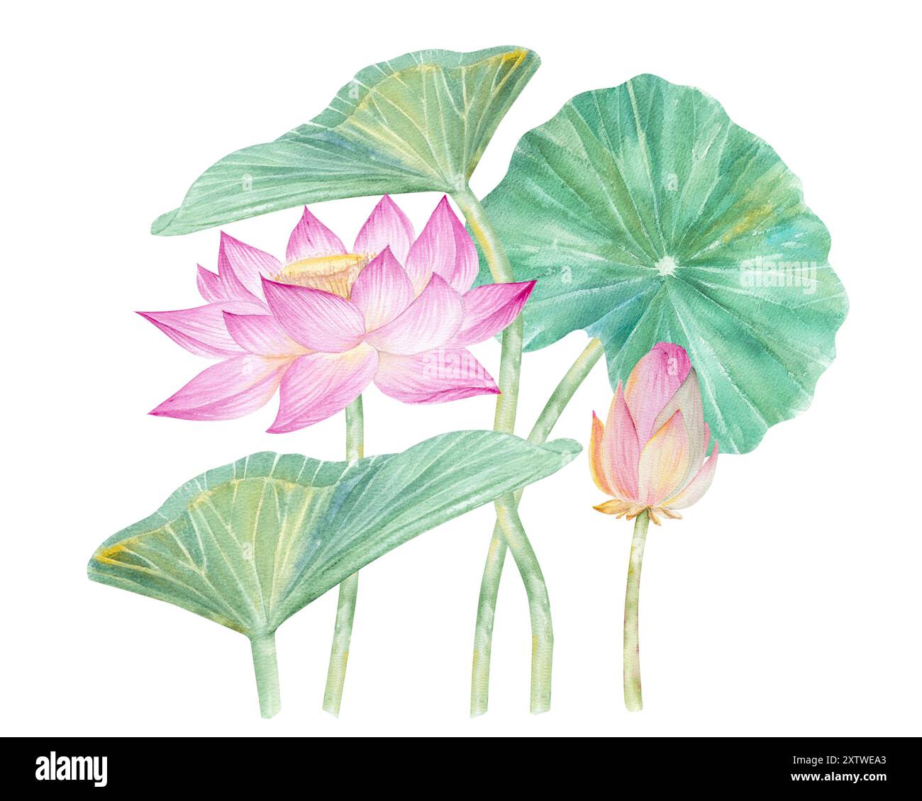 Fleurs de Lotus, feuilles, graines. Illustration à l'aquarelle dessinée à la main du nénuphar rose, des feuilles vertes et des graines. Dessin botanique. Set avec lotus pour la conception Banque D'Images