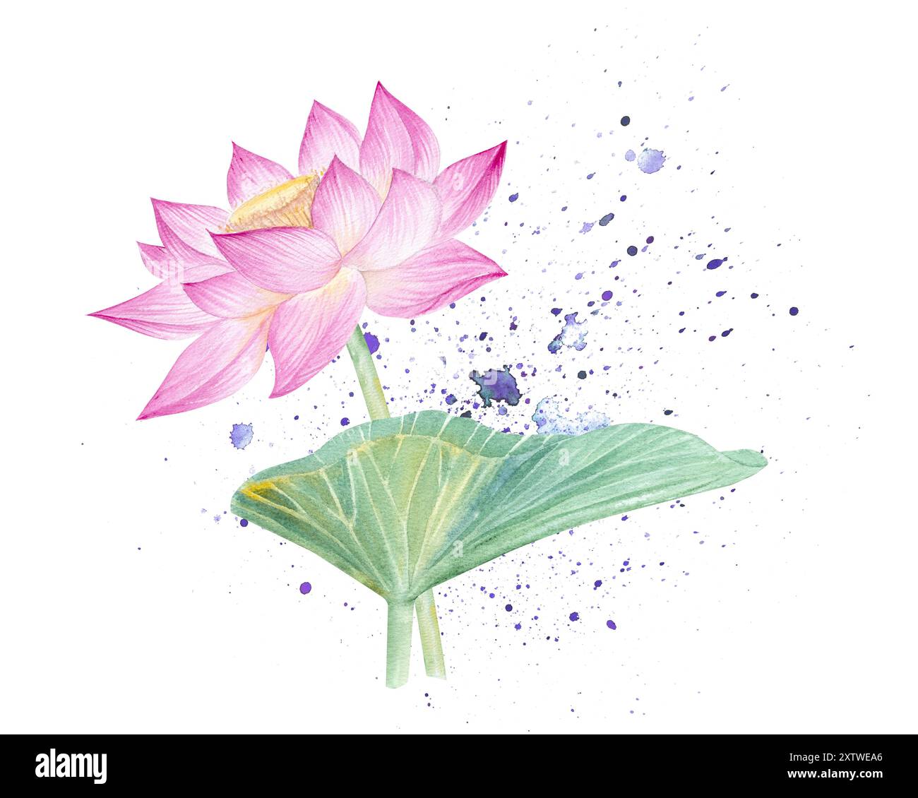 Fleurs de Lotus, feuilles, graines. Illustration à l'aquarelle dessinée à la main du nénuphar rose, des feuilles vertes et des graines. Dessin botanique. Set avec lotus pour la conception Banque D'Images