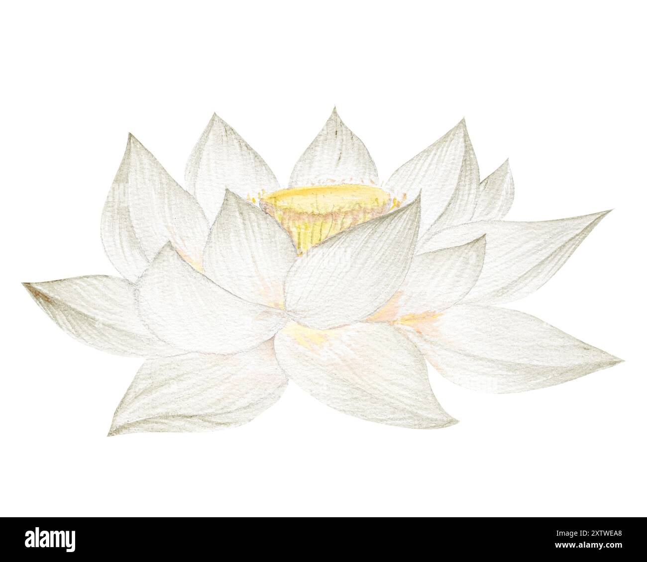 Fleurs de Lotus, feuilles, graines. Illustration à l'aquarelle dessinée à la main du nénuphar rose, des feuilles vertes et des graines. Dessin botanique. Set avec lotus pour la conception Banque D'Images