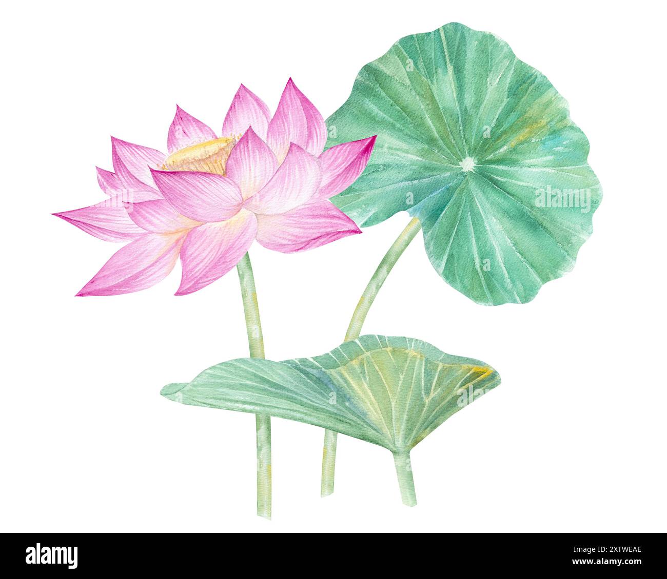 Fleurs de Lotus, feuilles, graines. Illustration à l'aquarelle dessinée à la main du nénuphar rose, des feuilles vertes et des graines. Dessin botanique. Set avec lotus pour la conception Banque D'Images