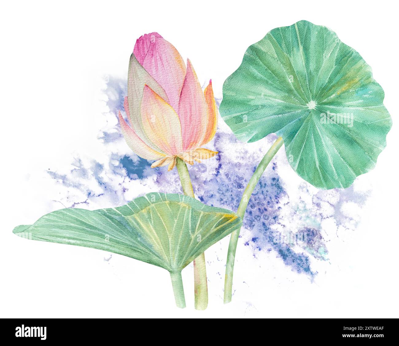 Fleurs de Lotus, feuilles, graines. Illustration à l'aquarelle dessinée à la main du nénuphar rose, des feuilles vertes et des graines. Dessin botanique. Set avec lotus pour la conception Banque D'Images